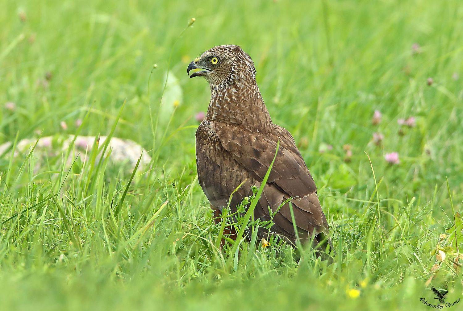 , Александр Гусар