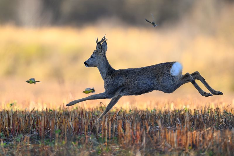 Lidojuma фото превью