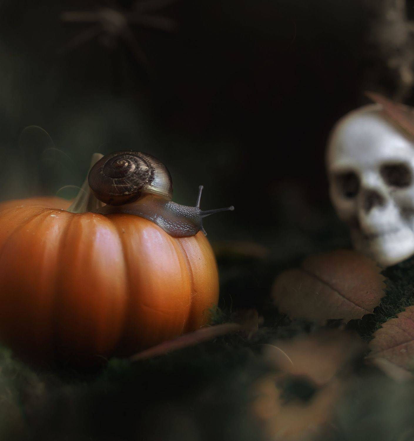 макро, осень, halloween, macro, autumn, october, Мария Обидина