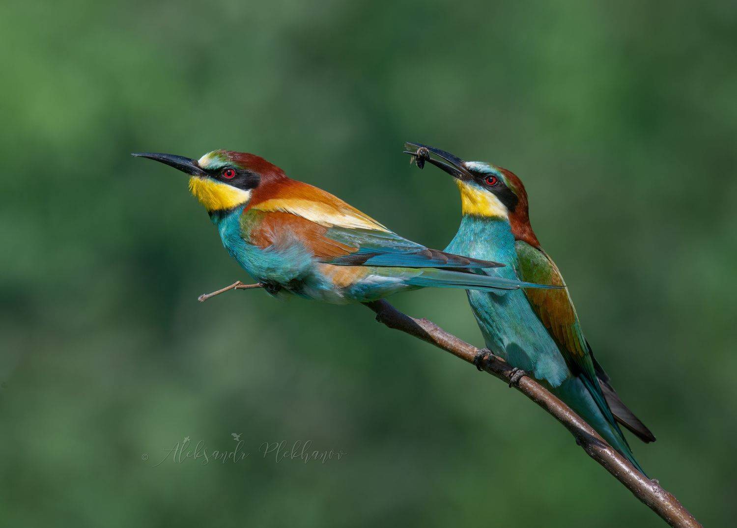 живая_природа_россии , краснодар, Александр Плеханов