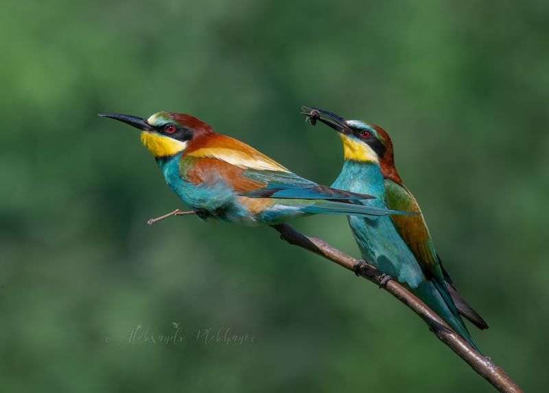 живая_природа_россии , краснодар Лето фото превью