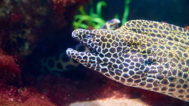 Мурена. ЮАР фото превью