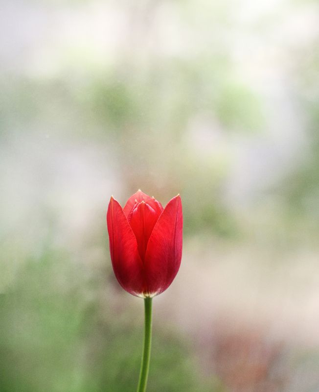 Flower фото превью