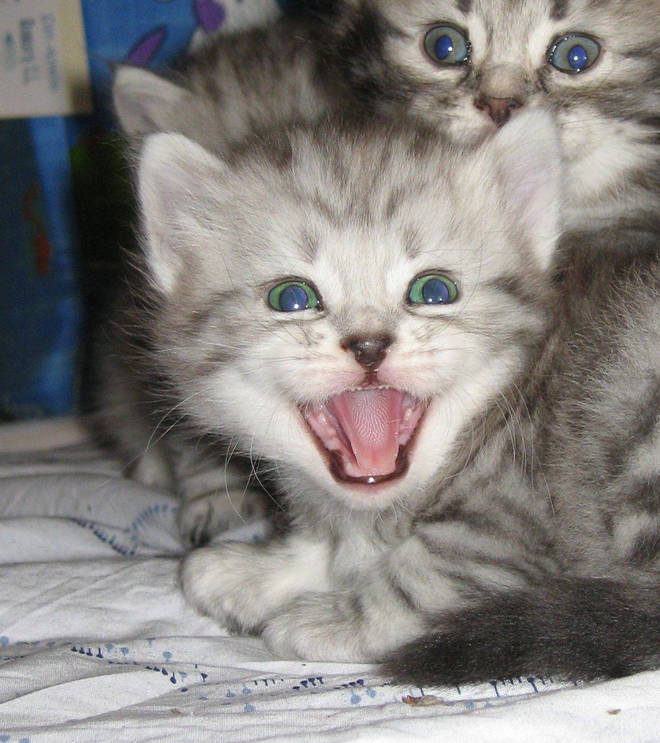 , Максимова Дария