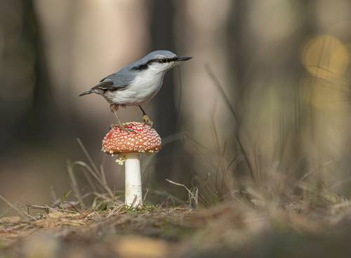 Картинка из леса