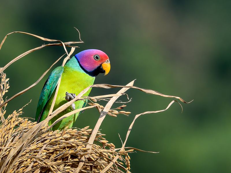 фото превью