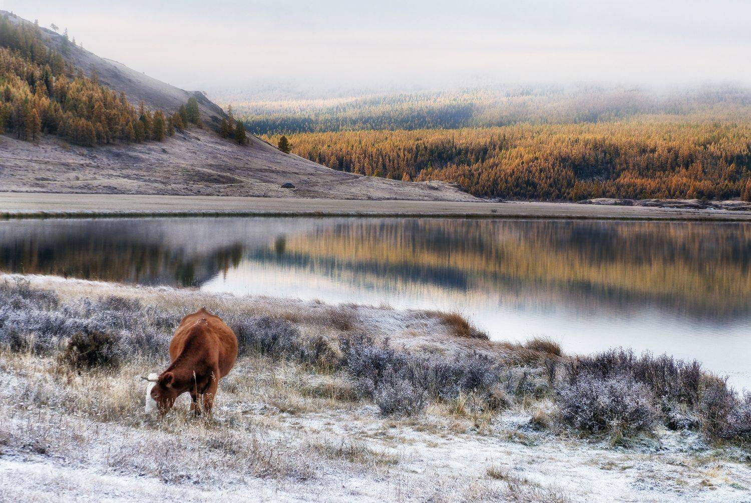 джангыскёль, алтай, горный алтай, сибирь, республика алтай, озеро джангыскёль, Галина Хвостенко