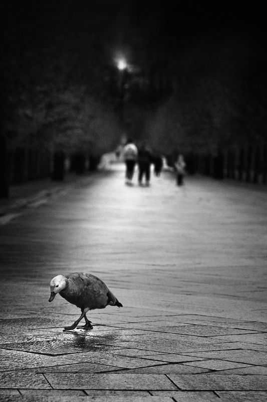 чб фото, птицы в городе В парке фото превью