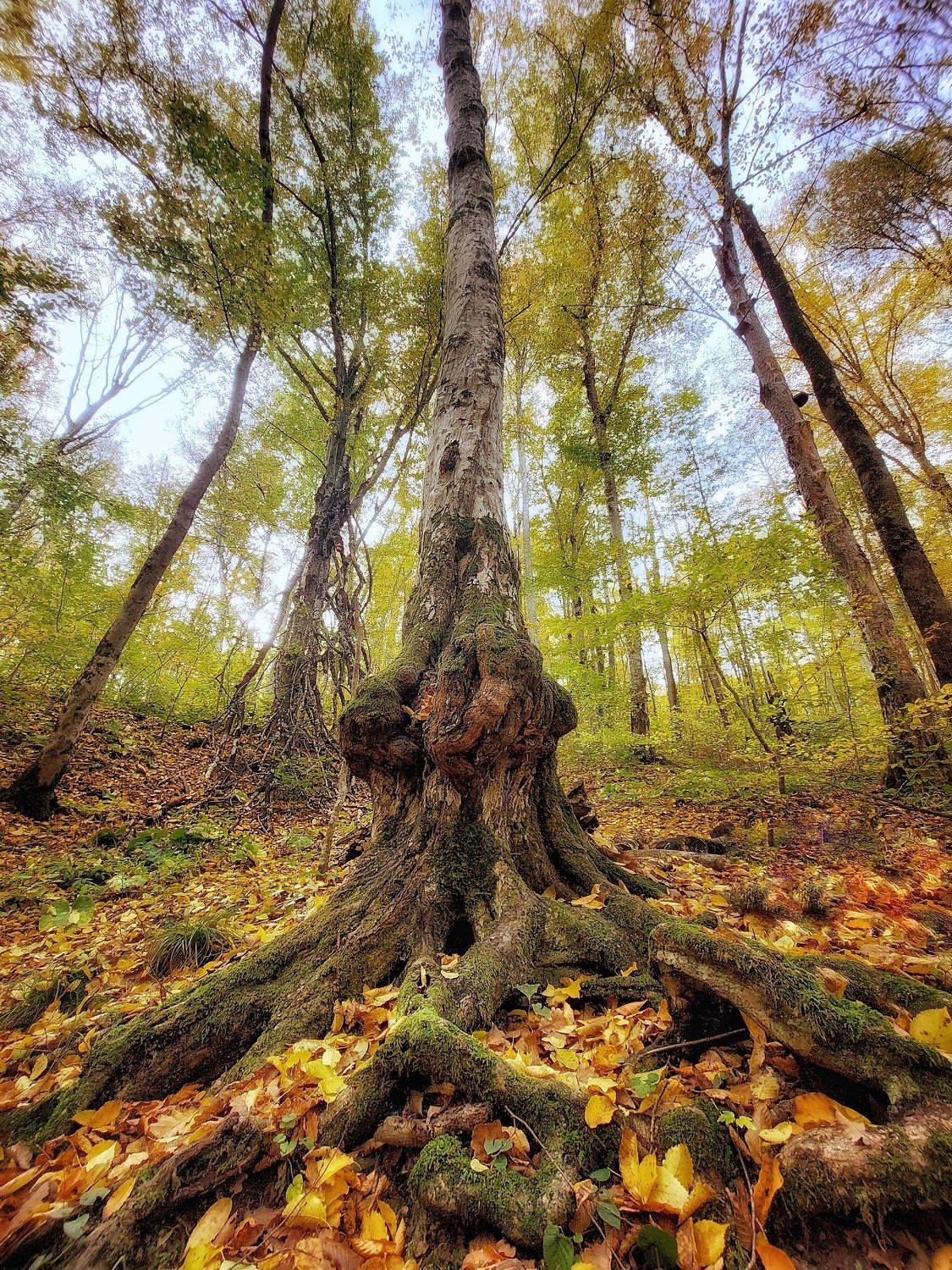, Павел Сагайдак