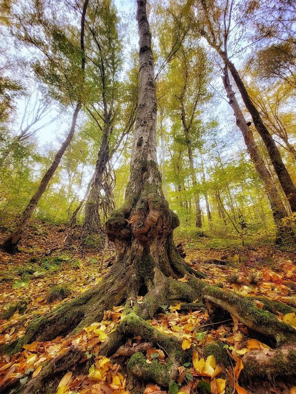 Стражник леса фото превью