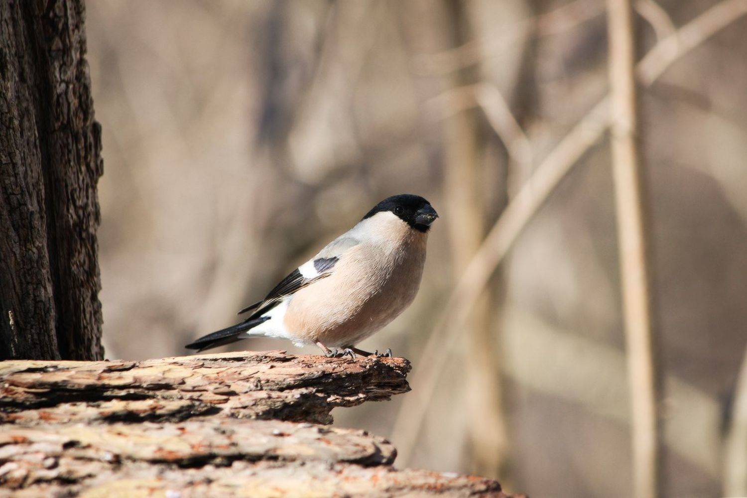 снегирь, КарОл