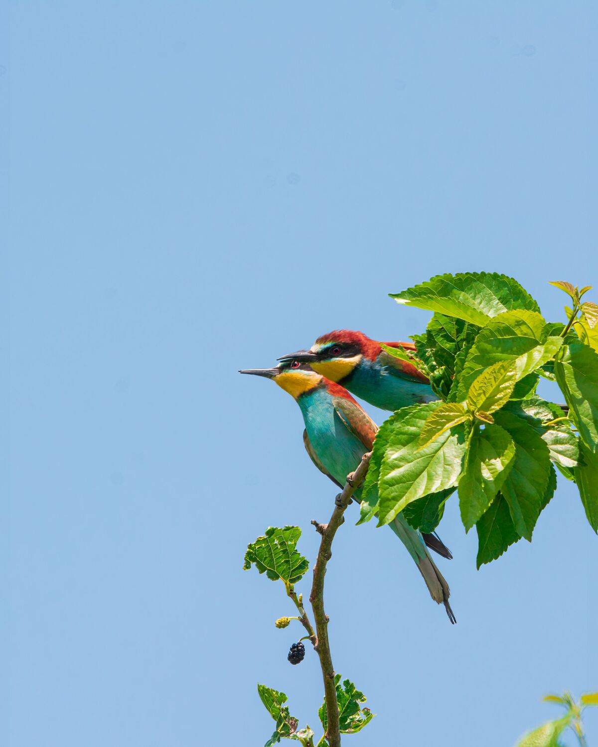 щурки, золотистые, Алексей Рыльский