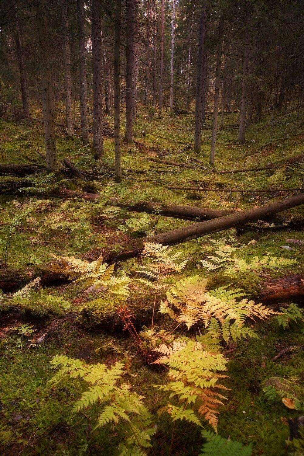 ленинградская область, лес, папоротник, осень, ельник, Чавыкина Анастасия