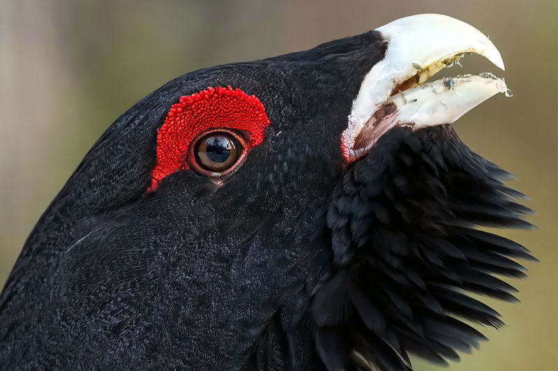 Глухарь. фото превью