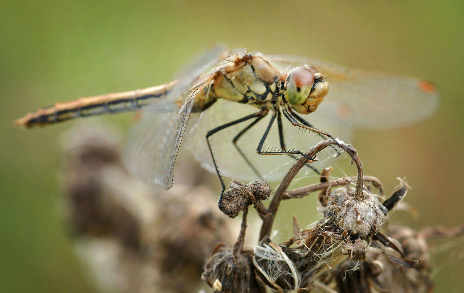 , Макеев Алексей