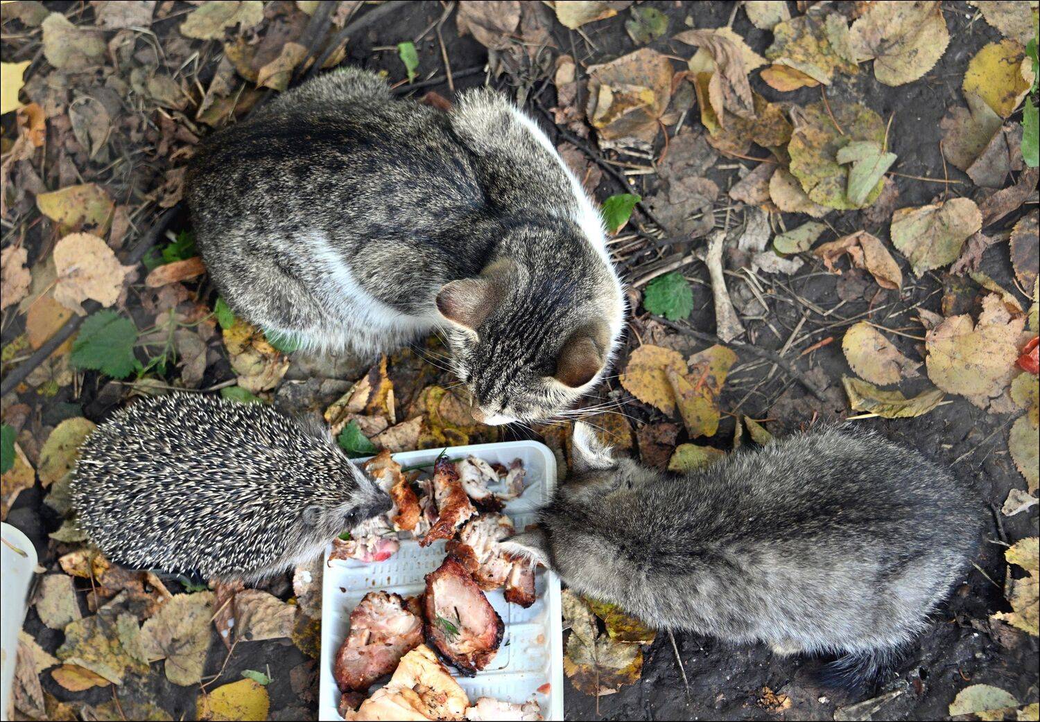 , Меднов Влад