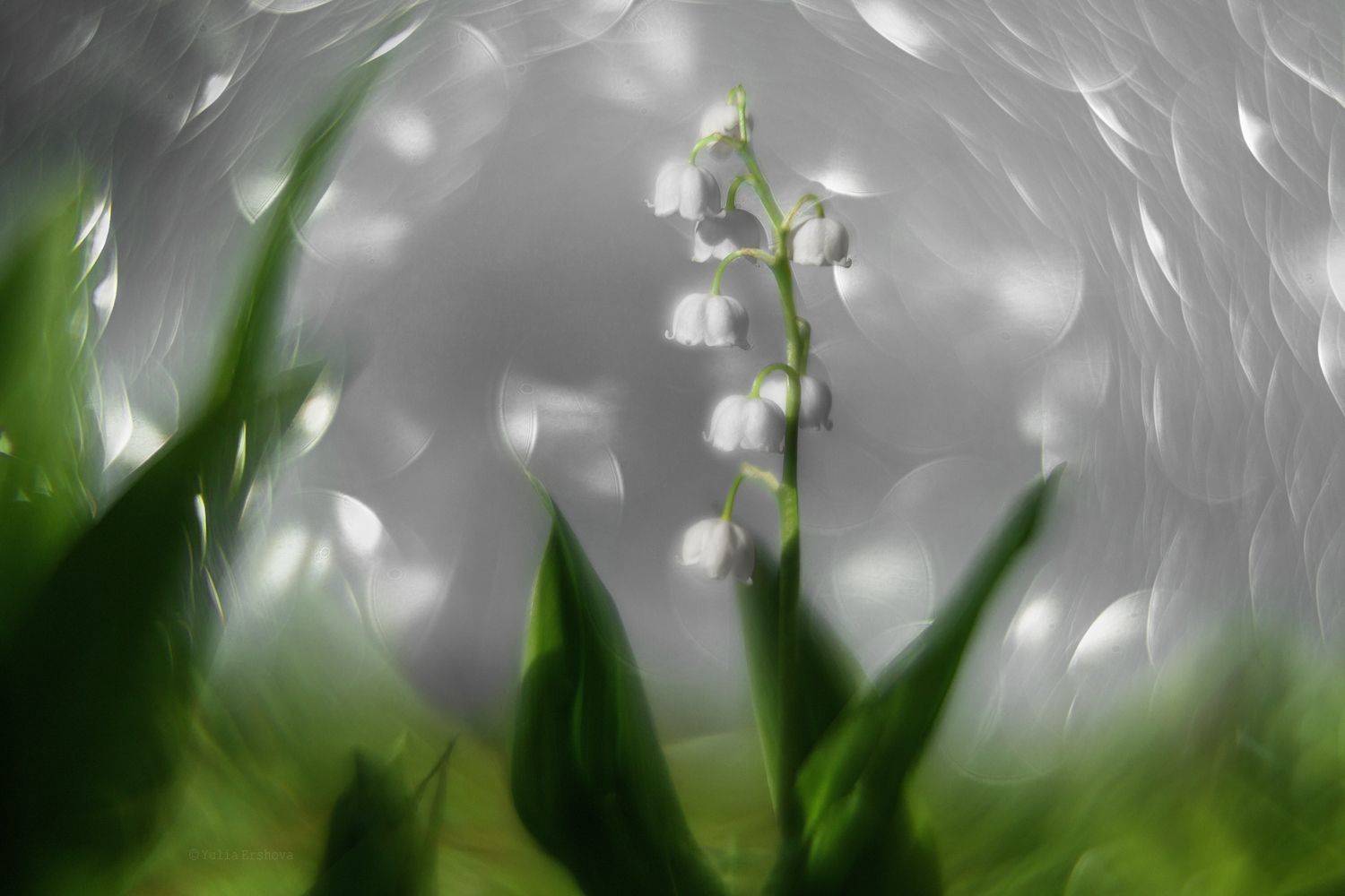 ландыш, цветы, Ершова Юлия