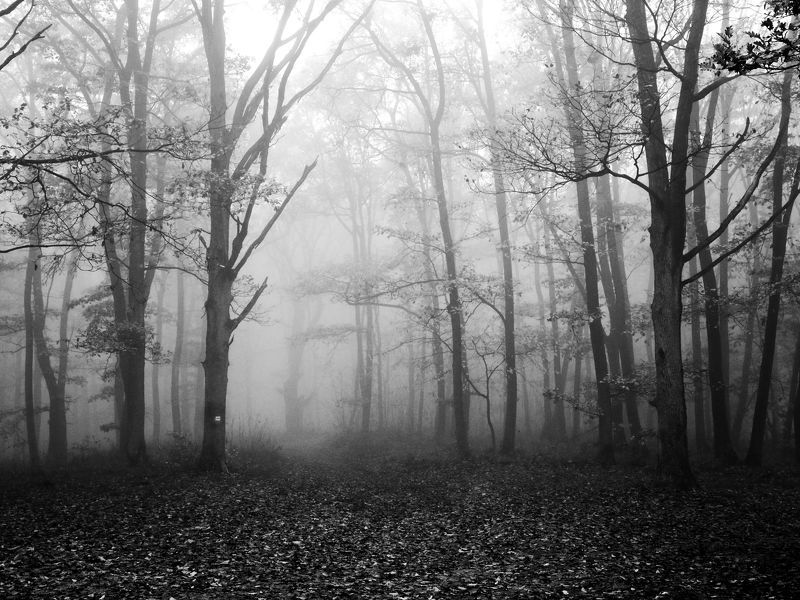Misty forest 2 фото превью