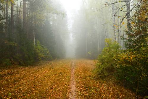 тропинка в осень