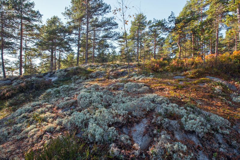 Мох фото превью