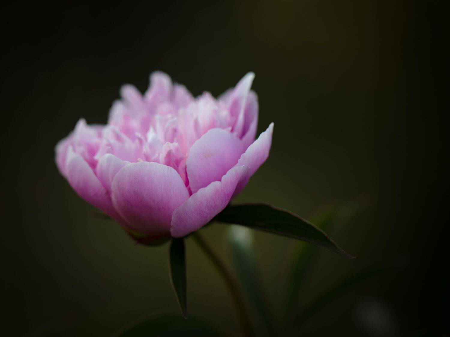 , Бравичева Анастасия