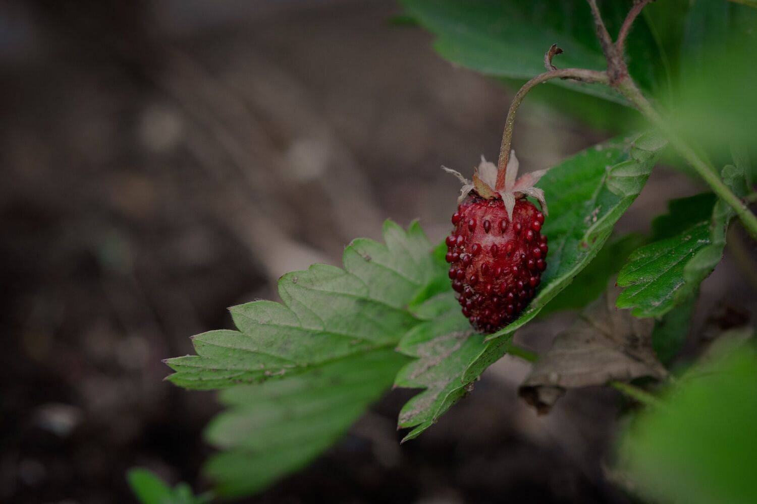 , Бравичева Анастасия