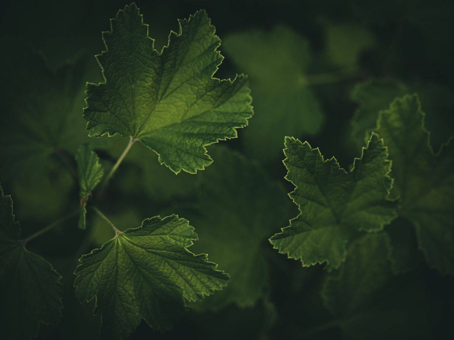 , Бравичева Анастасия