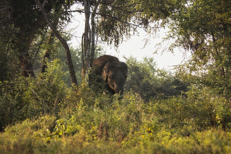 животные, природа, млекопитающие, шри-ланка, udawalawe national park, sri lanka, wildlife, elephants Эффектное появление фото превью