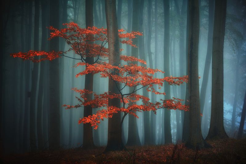 forest,autumn,fog In the forest фото превью