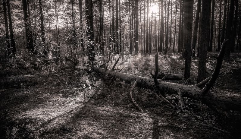 лес солнце вечер сосны В лесу фото превью