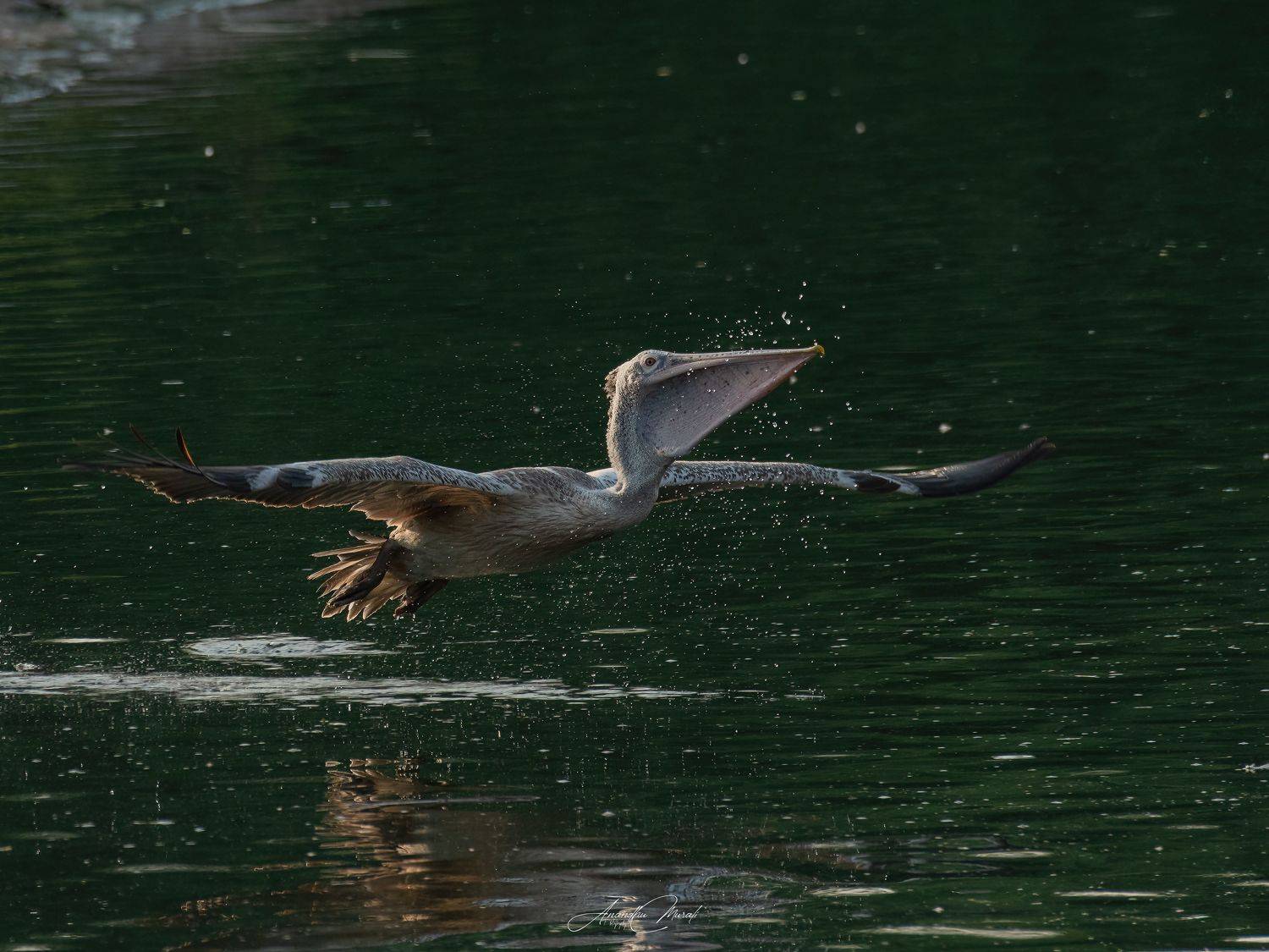 Birds pelican kerala india birdphotography wildlife, Anandhu M