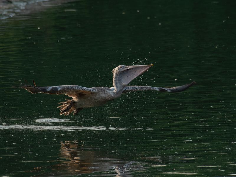 Birds pelican kerala india birdphotography wildlife Bath Time фото превью
