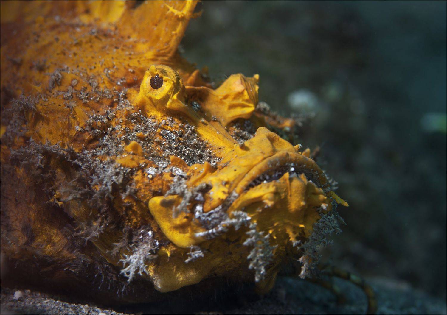 рыба камень, филиппины, дайвинг, негрос, макро, Сергей Гаспарян