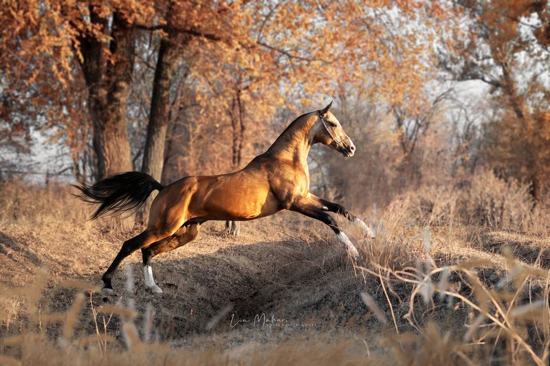 Лошадь, лошади, лес, осень, галоп, horse, horses,forest, autumn Тенгри.  фото превью