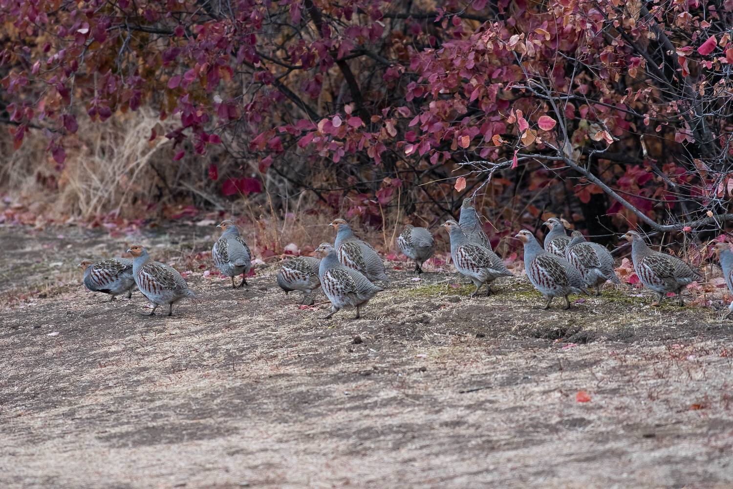 volgograd, russia, wildlife, perdix, perdix perdix, bird, autumn, Сторчилов Павел