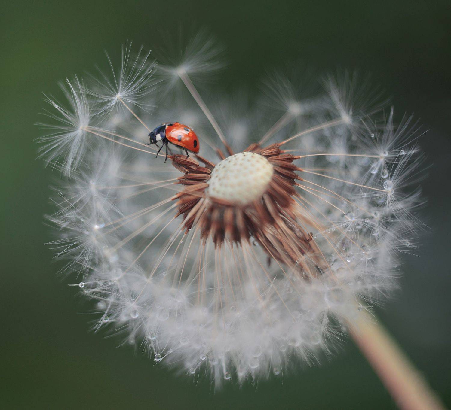 , Лапшина Владлена