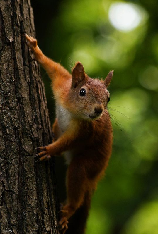 Любопытная мордашка) фото превью