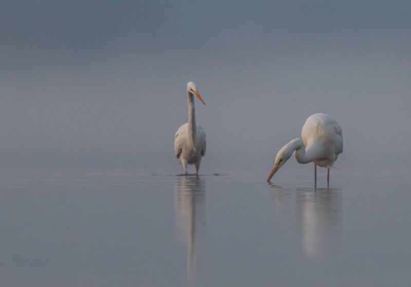Czapla biała (Egretta alba) фото превью