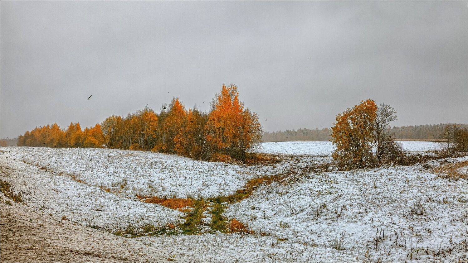 пейзаж, осень, снег, свет, цвет, александр никитинский, Никитинский Александр