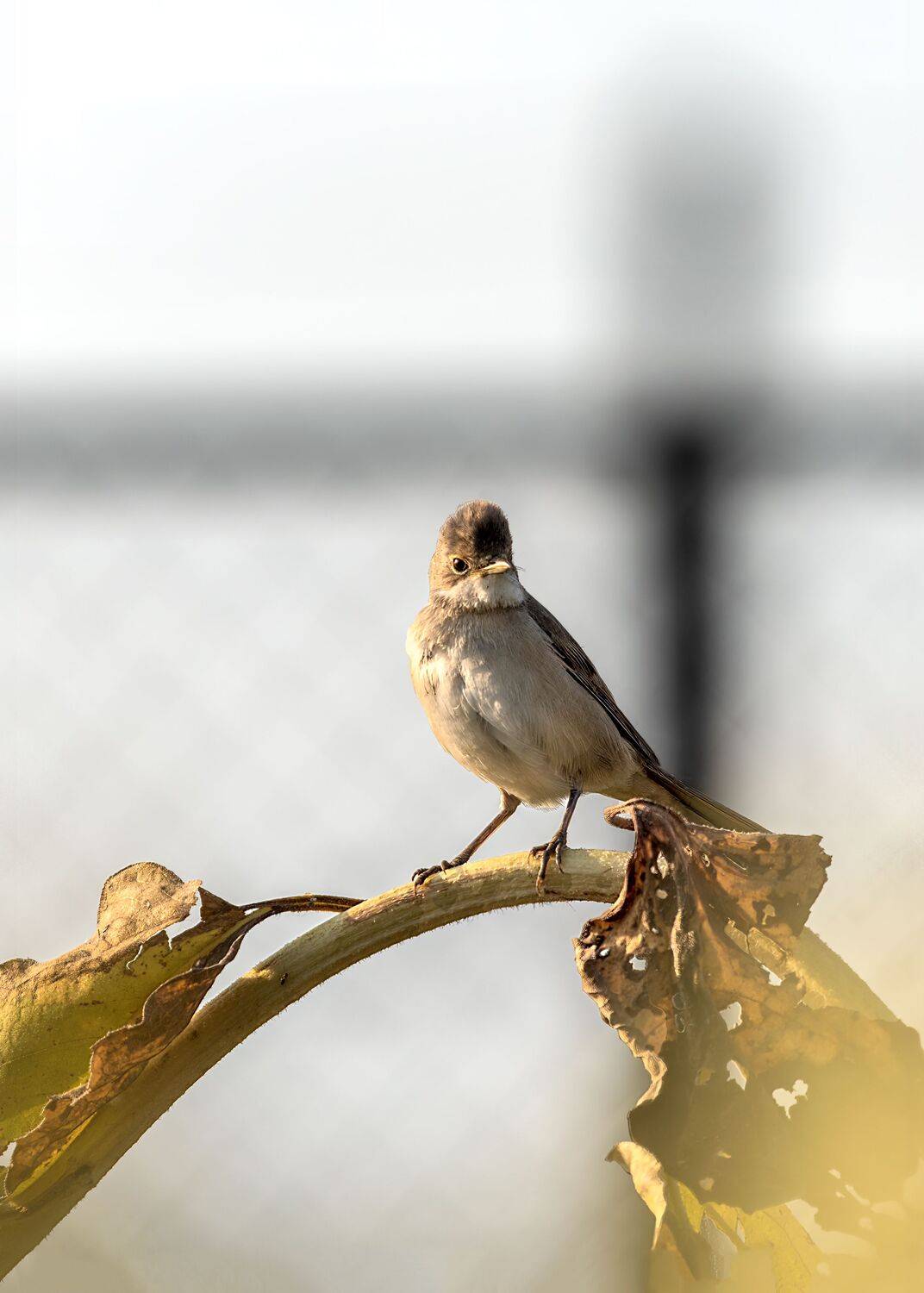 серая славка, Алексей Рыльский