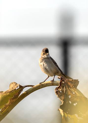 Утро славки