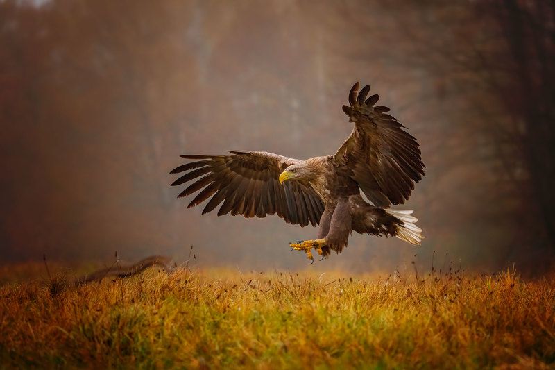 Орлан-белохвост.... фото превью