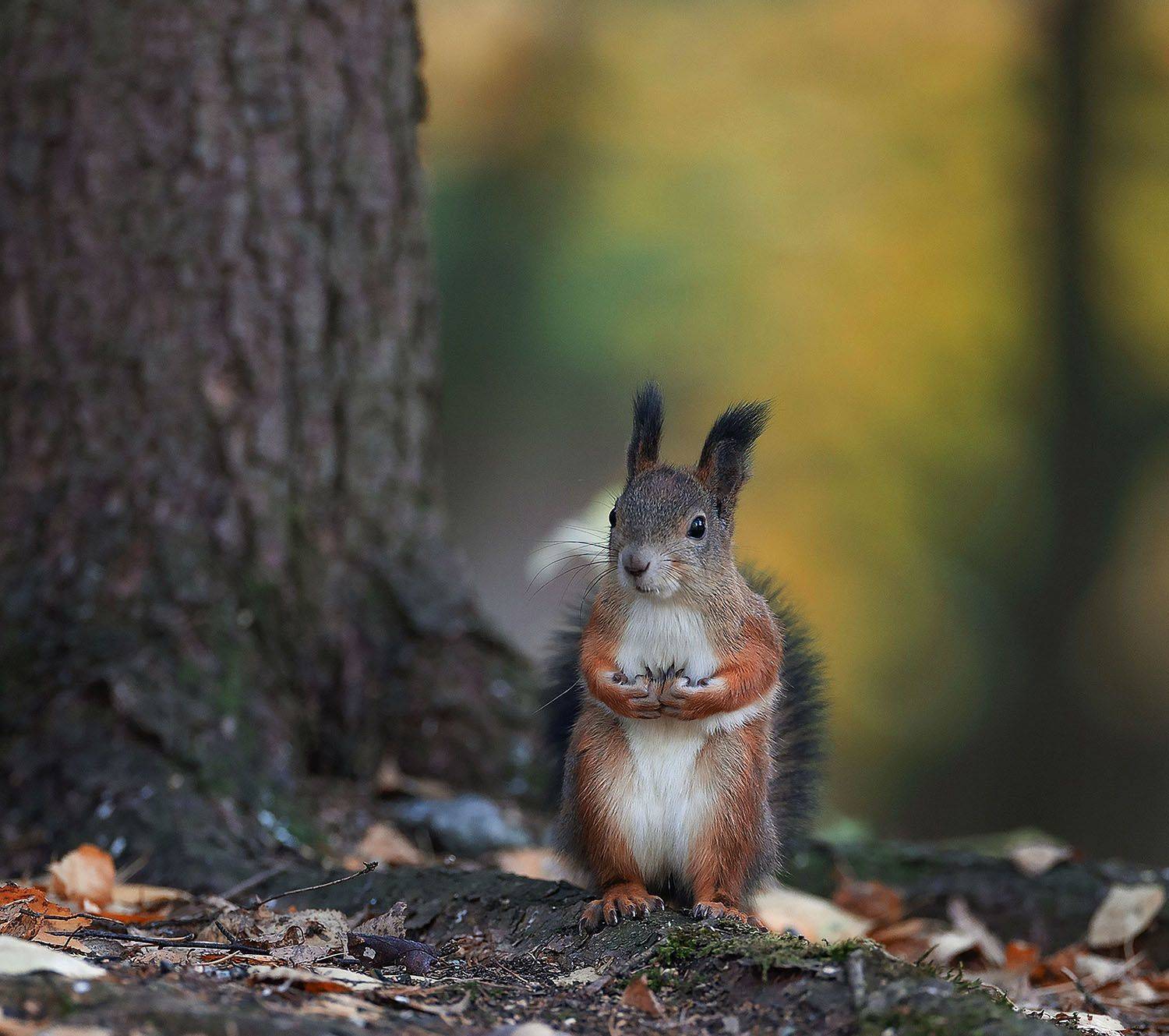 белка, красавица,лес,поляна, природа, squirrel, beautiful, forest, nature, Yulia Stukalova