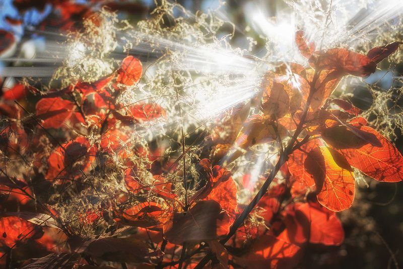 *** фото превью