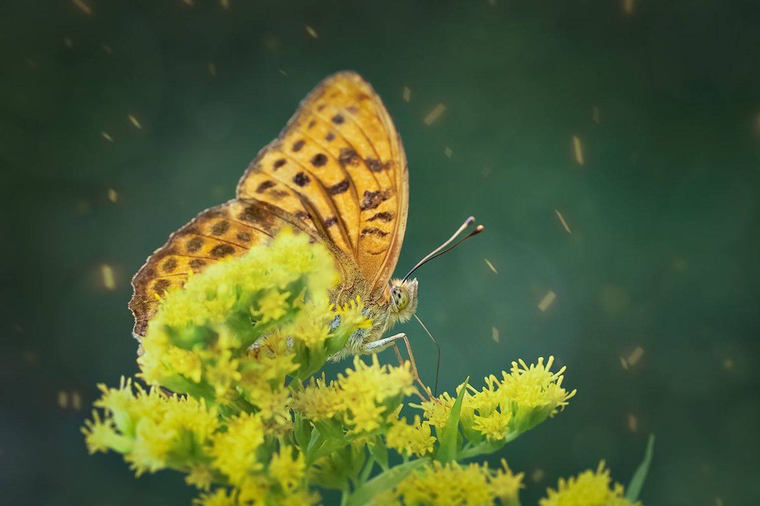 macro, бабочка, макро, макрофтография, butterfly, Хилько Марина