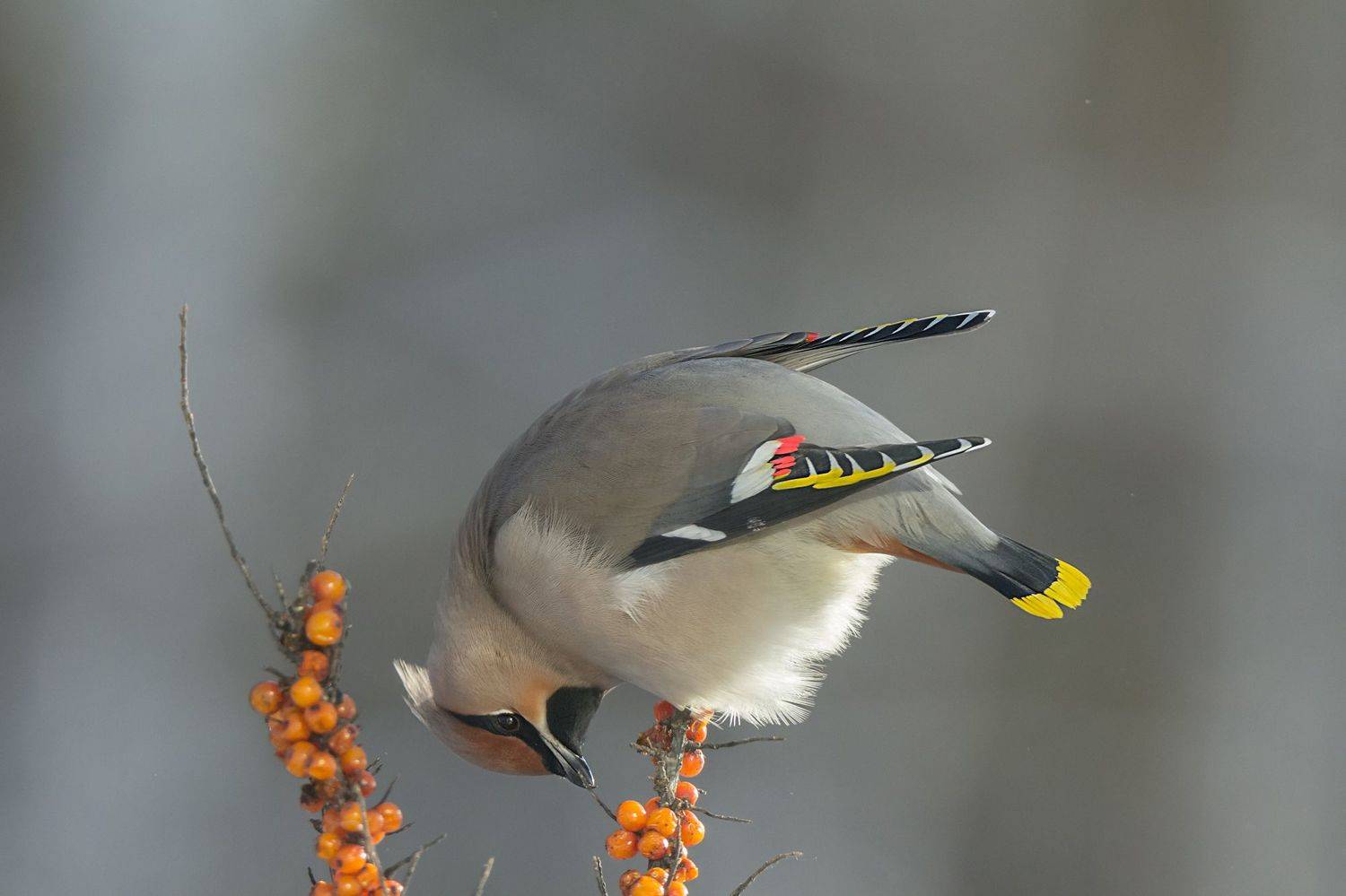 свиристель, облепиха, Коледова Ирина