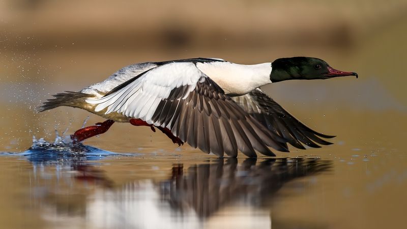 Большой крохаль. фото превью