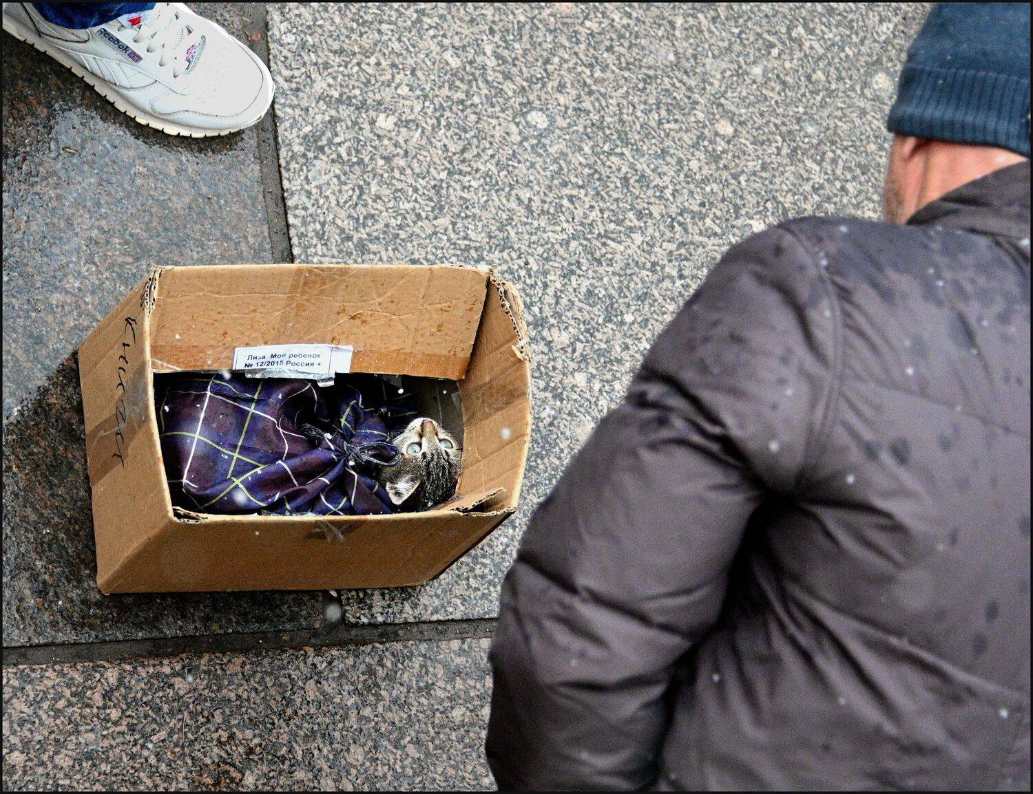 , Меднов Влад