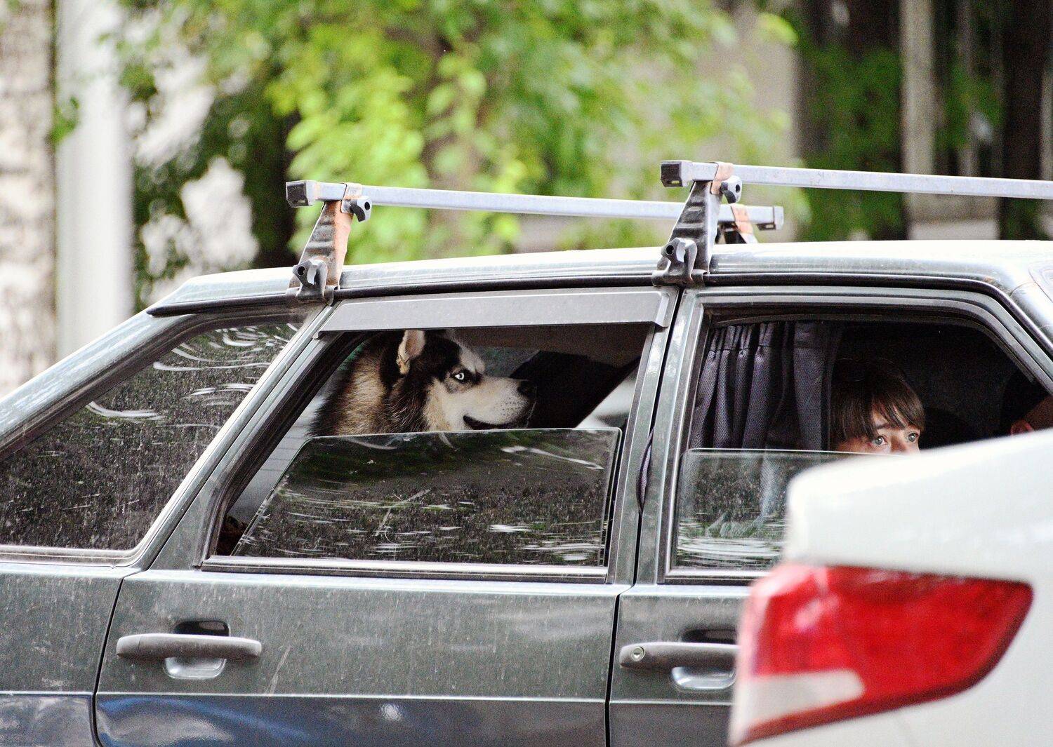 , Меднов Влад