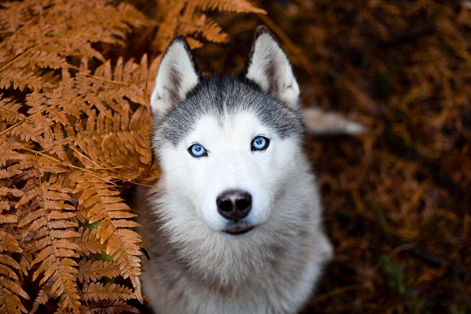 , Мария Яропольская